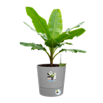 greensense aqua care rond 35cm licht beton